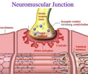 Neuromuscular Junction