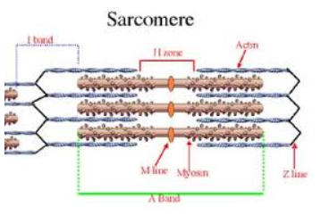 Sarcomere